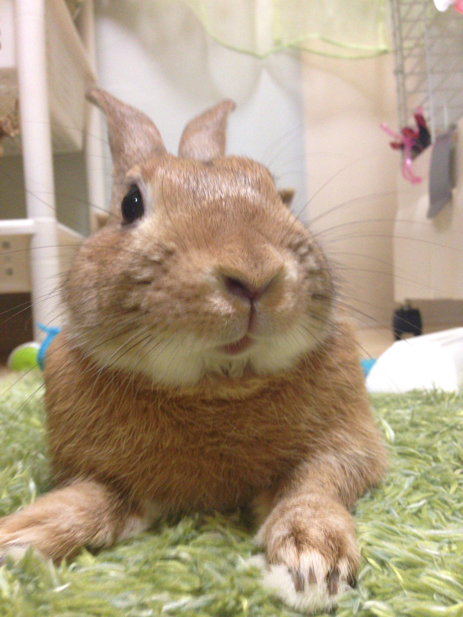 ノッポさん𓃹 ｳｻﾁｬﾝ 超ビビリで全く懐かず飼い主泣かせだった ちび 根気よく愛情注いだ結果 今では甘えっ子ちゃんになってくれました うさぎが懐かないと困ってる飼い主さん 絶対にあきらめないでね 愛兎に時間を作りましょう うさぎ なつか