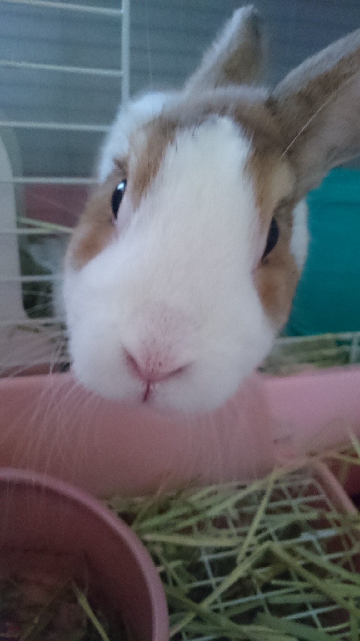 ノッポさん𓃹 ｳｻﾁｬﾝ 超ビビリで全く懐かず飼い主泣かせだった ちび 根気よく愛情注いだ結果 今では甘えっ子ちゃんになってくれました うさぎが懐かないと困ってる飼い主さん 絶対にあきらめないでね 愛兎に時間を作りましょう うさぎ なつか
