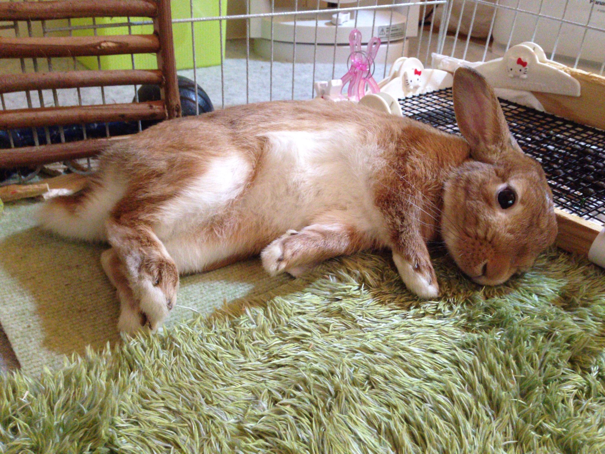 ノッポさん𓃹 ｳｻﾁｬﾝ 超ビビリで全く懐かず飼い主泣かせだった ちび 根気よく愛情注いだ結果 今では甘えっ子ちゃんになってくれました うさぎが懐かないと困ってる飼い主さん 絶対にあきらめないでね 愛兎に時間を作りましょう うさぎ なつか