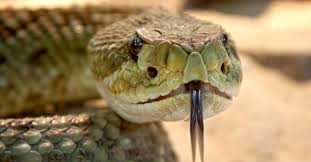 Quem nomeou este animal errou e feio, pois trocaram duas letras: cobra na verdade é SOGRA...