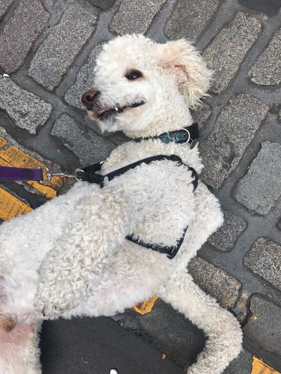 QuietoftheCrash's tweet photo. Cast-member @songbirdellen (aka Julia) had a great day meeting #DogsAtTheFringe. Wonder if any of them will come to the show...? #EdFringe https://t.co/ntqXWjbzid