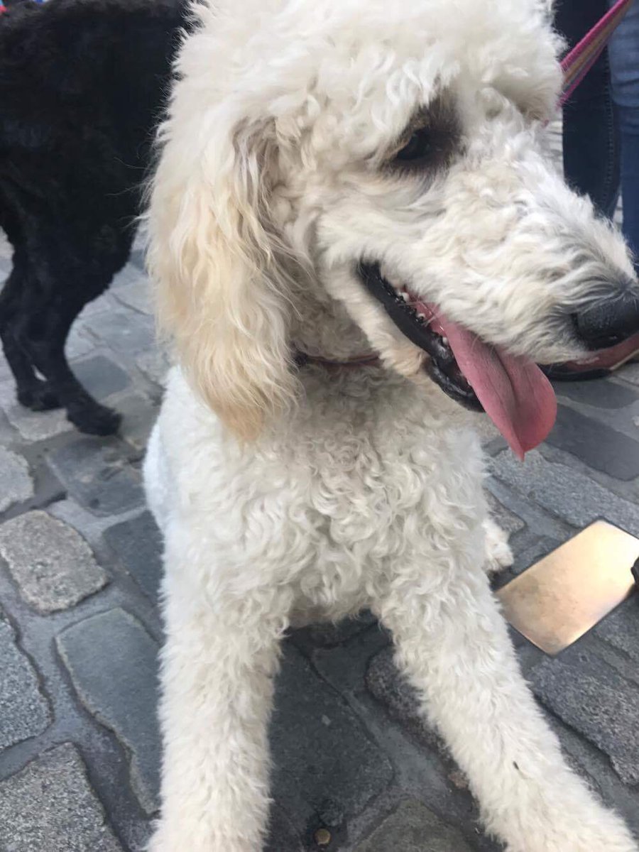 Cast-member <a href="/songbirdellen/">Ellen Timothy</a> (aka Julia) had a great day meeting #DogsAtTheFringe. Wonder if any of them will come to the show...? #EdFringe