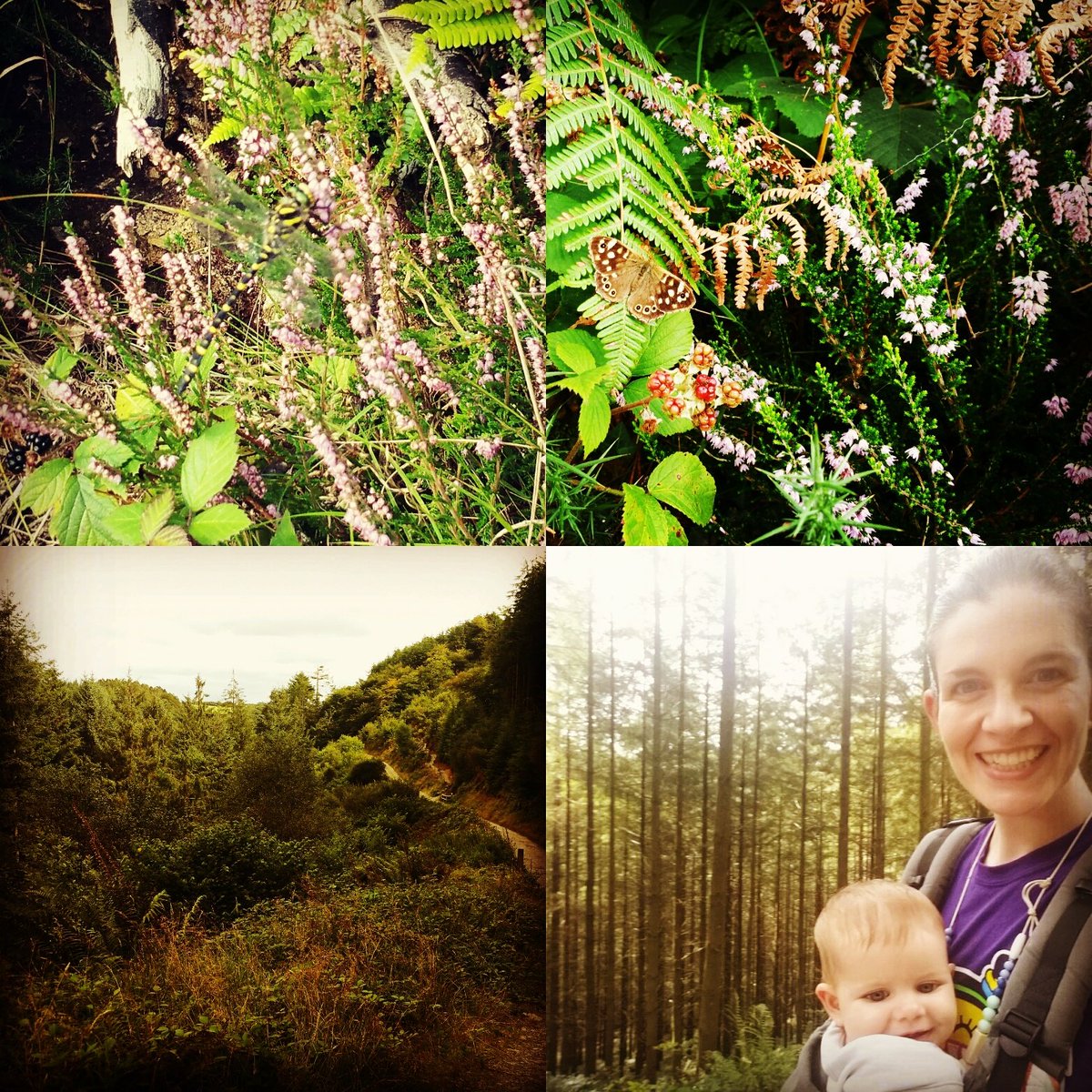 MiriMain's tweet image. We love Cardinham Woods #dragonfly #butterfly @ForestryCommEng