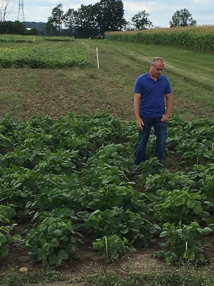OntBeanGrowers's tweet photo. Adzuki bean trial https://t.co/XnpBhR2i2O