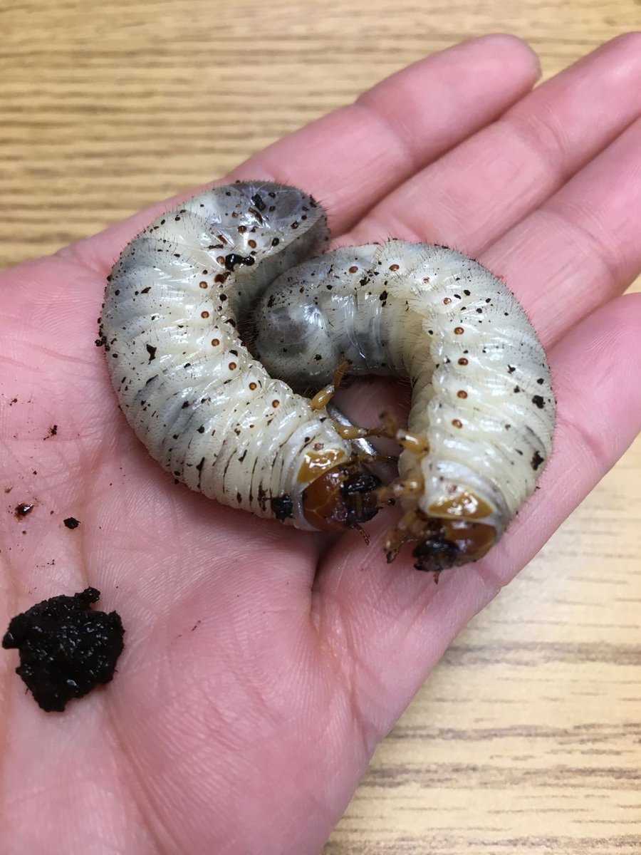 JodyBugsMeUNL's tweet photo. A lovely Master Gardener from campus brought me two juicy #grubs from a tree that got busted during the storm #scarabaeidae #Osmoderma https://t.co/3oJaeHZXRX