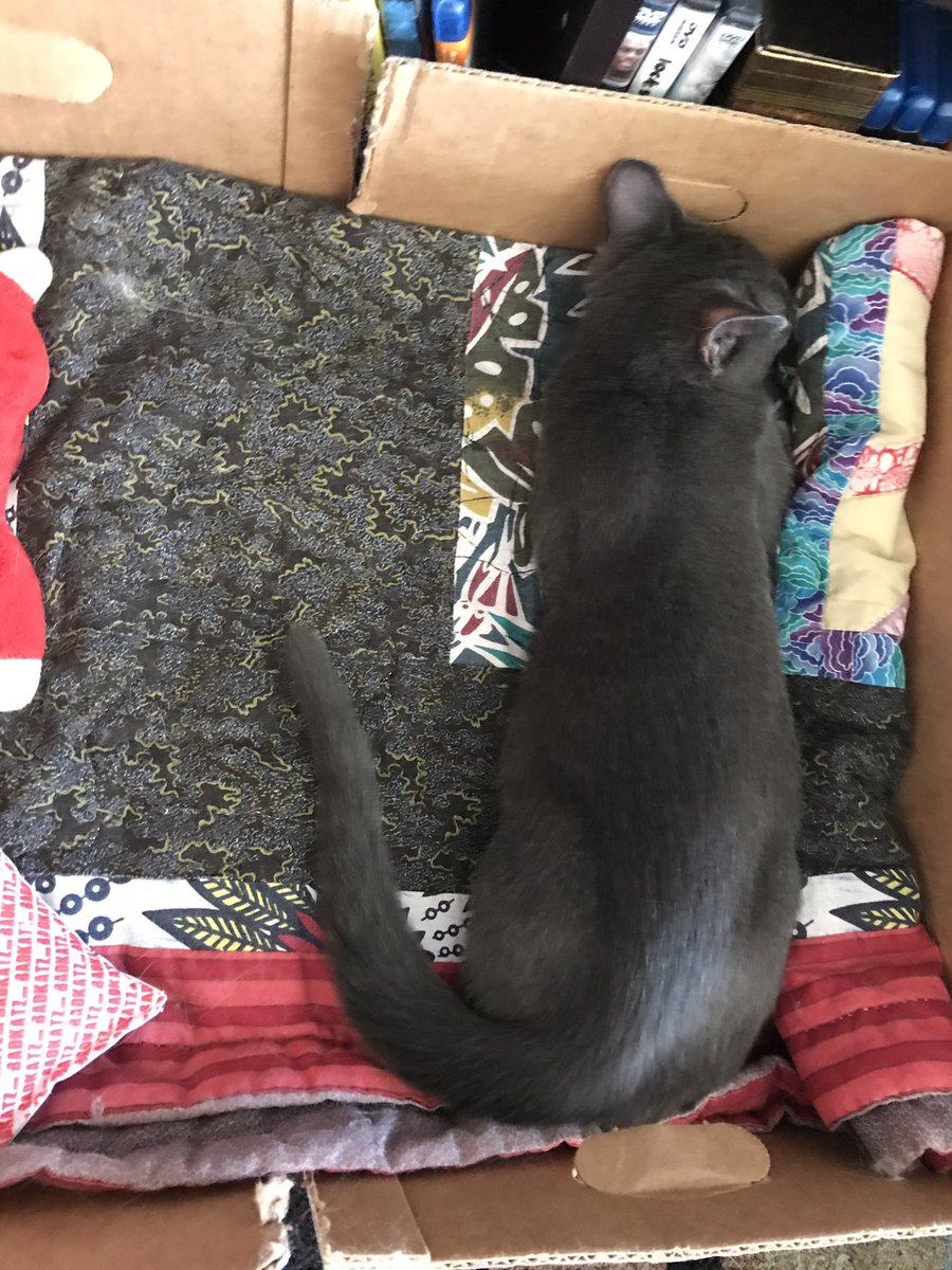 BitchestheCat's tweet image. #currentcatus sleeping