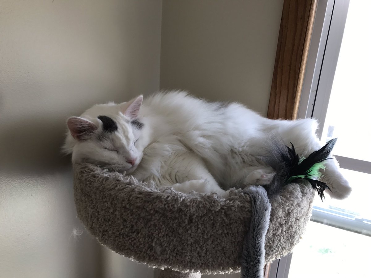 BitchestheCat's tweet image. #currentcatus sleeping