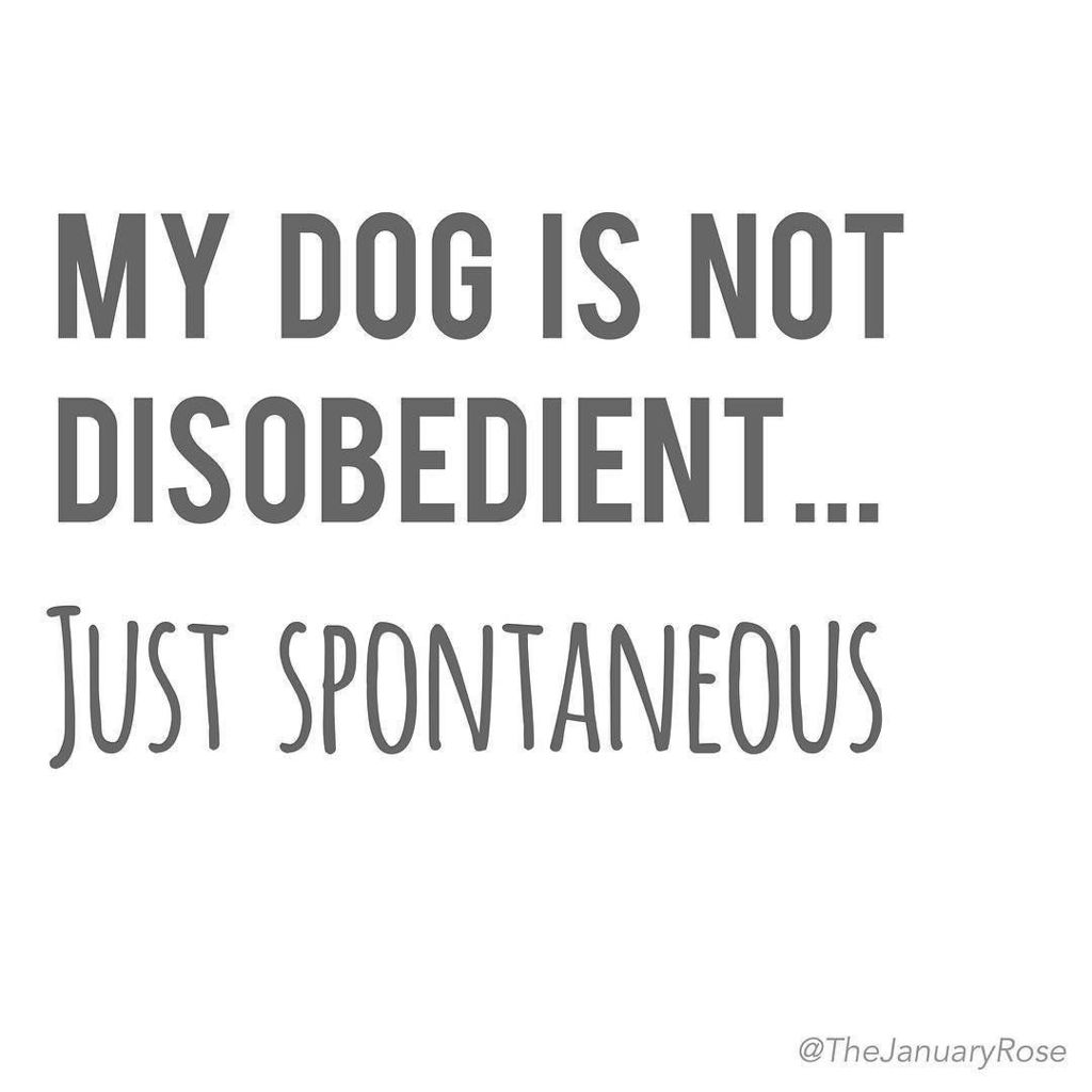 TheJanuaryRose's tweet photo. I'm sure Rosie isn't the only spontaneous one..is she?! 🤔🙄 #Disobedient #Spontaneous #SameThingReally https://t.co/IXmPrKPUUd https://t.co/m54VvbTxKj