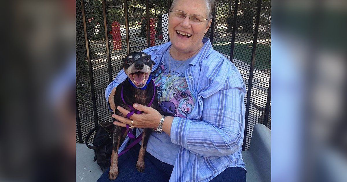 dodo's tweet photo. Melani Andrews adopted Jake, a 12-year-old shelter dog with terminal cancer https://t.co/vb1xGpQUGR https://t.co/OUPyAo78Gw