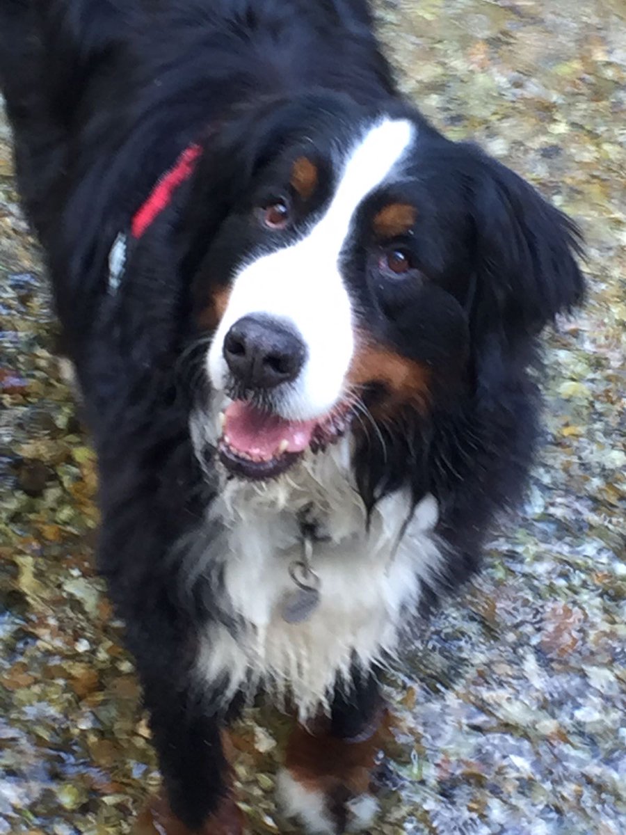 🐶 #bernesemountaindog