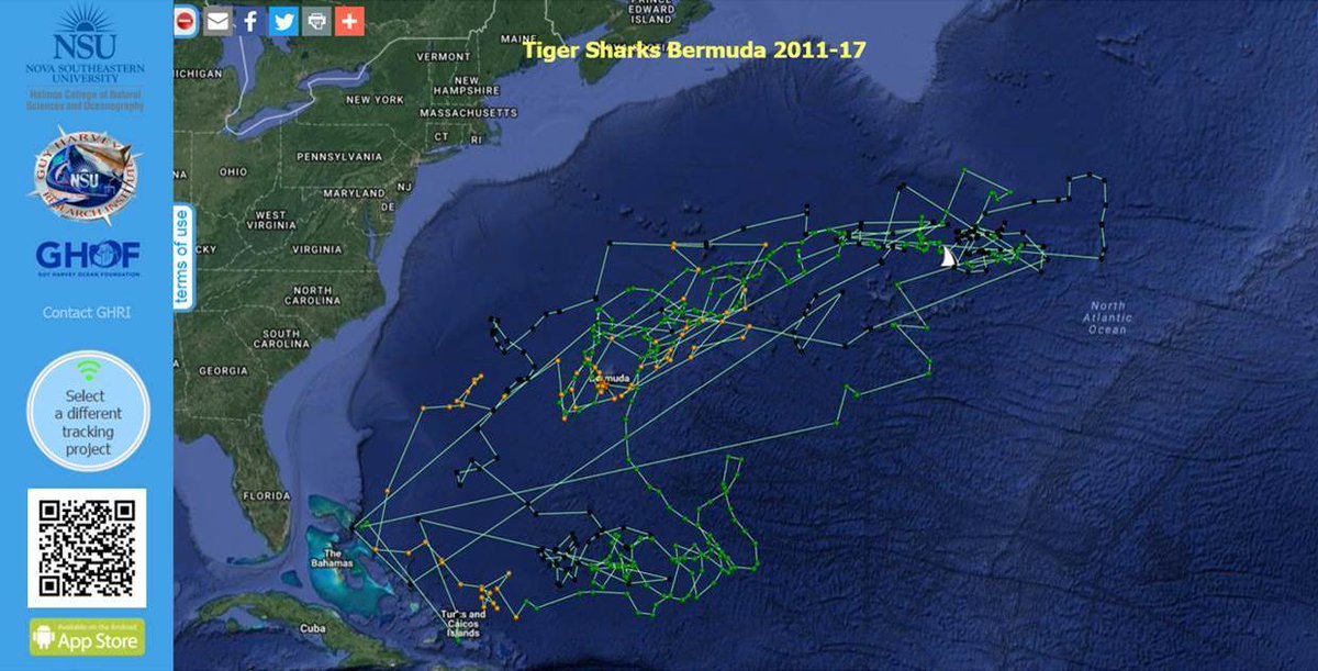 DrGuyHarvey's tweet image. Tiger #shark Andy (tagged in Bermuda) has now been tracking for over 3 years! That's 1,113 days and over 33,820 miles traveled! #GHOF #GHRI