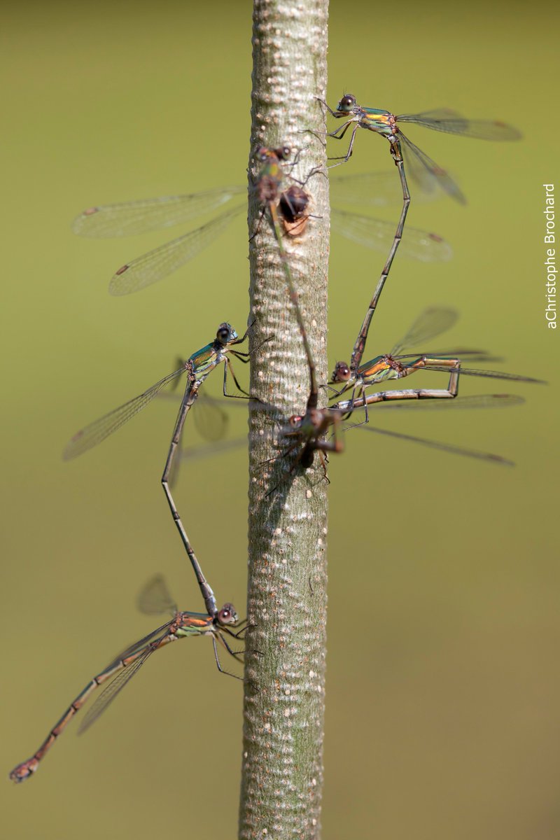 BDSdragonflies's tweet photo. Willow Emerald records are flying in! Check out #WillowEmeraldWatch for info &amp; a printable ID of the 4 UK emeralds: https://t.co/U6gENVvEAp https://t.co/BKvslSHl5Z