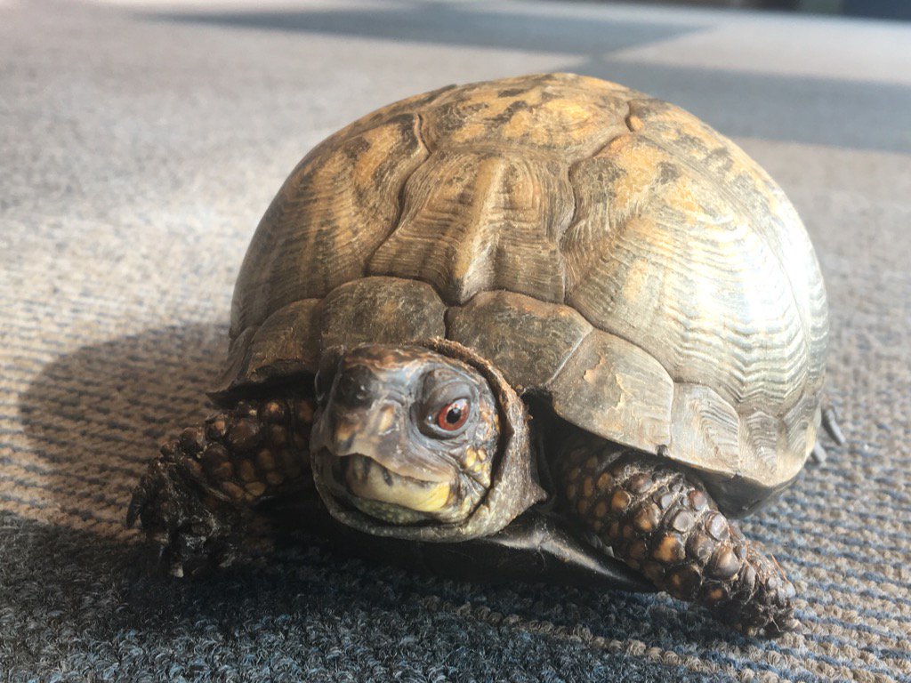 imaboxturtle's tweet photo. Just minding my business. Doing my turtle thing. https://t.co/AWNKtQxJp4