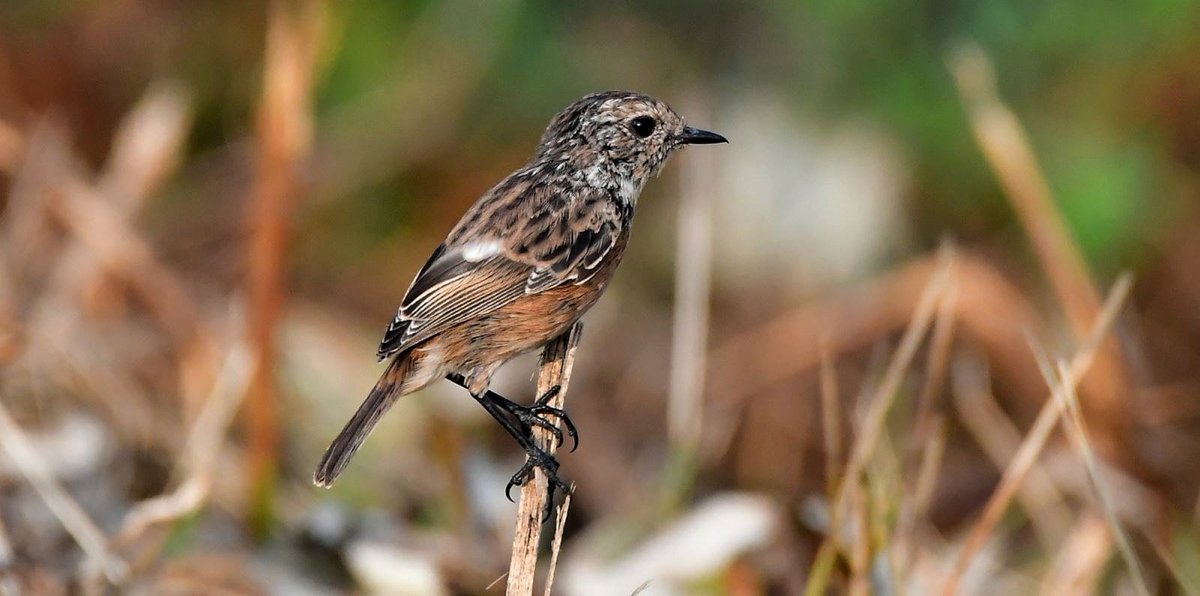 JonletR's tweet photo. 📷 Le #Tarier pâtre. #Stonechat https://t.co/pHduFg1qNe