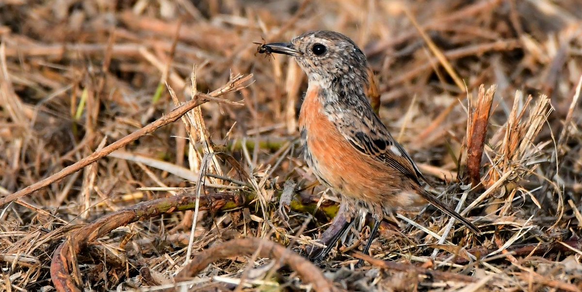 JonletR's tweet photo. 📷 Le #Tarier pâtre. #Stonechat https://t.co/pHduFg1qNe
