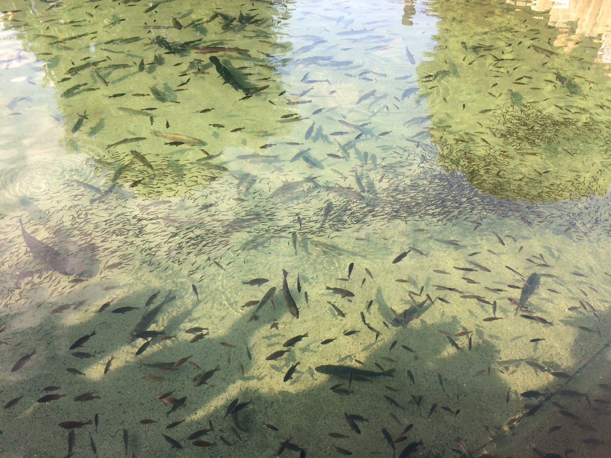 dream_salad's tweet photo. "Nonthin' cute about a sturgeon. Nothin. At. All." - OH at the DNR fish pond. #statefair2017 https://t.co/WLU2yiiHWW