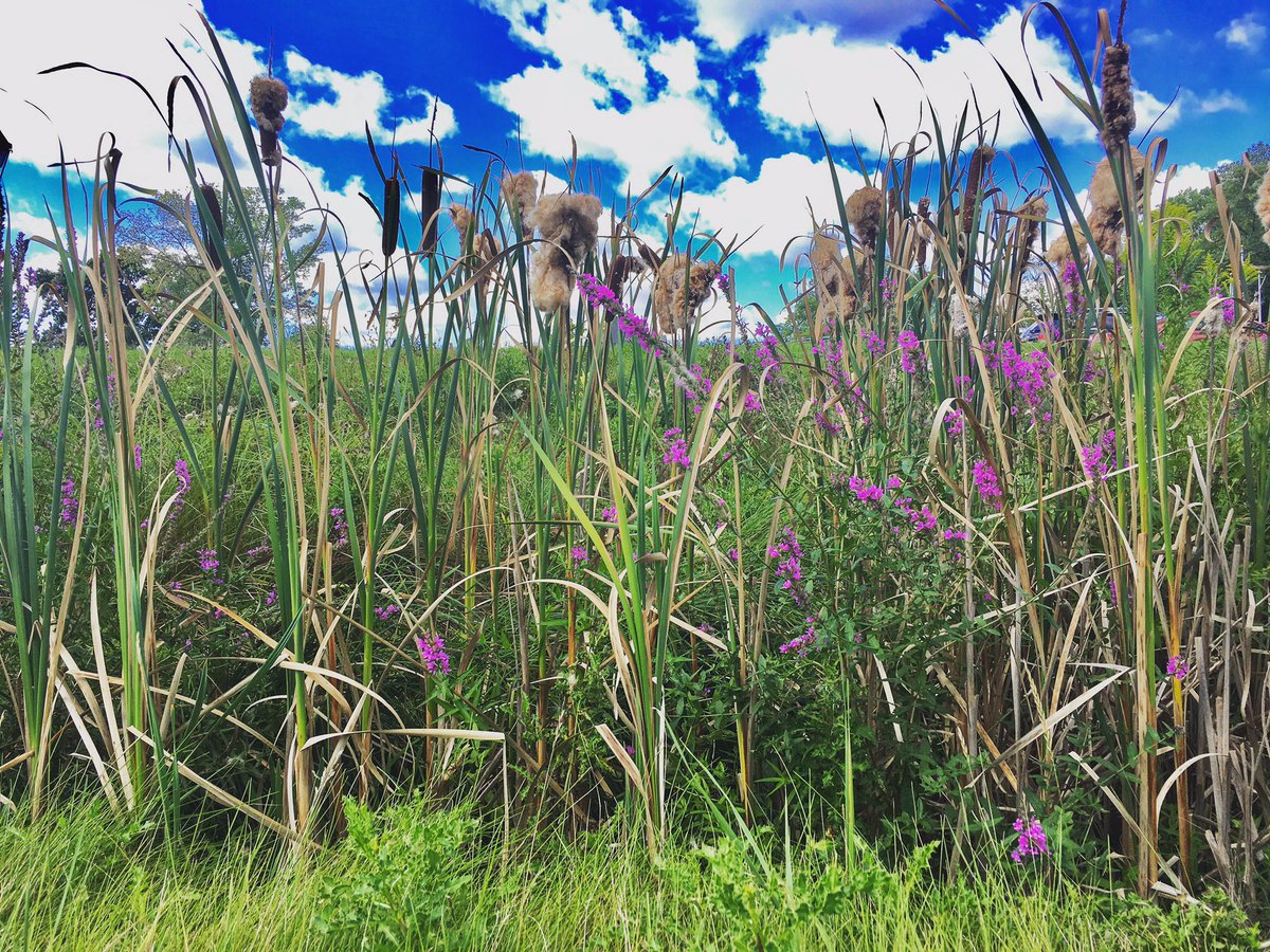 ktemple22's tweet image. If you can enjoy the present moment, stress, and worry about the future and the past, will naturally dissolve away.