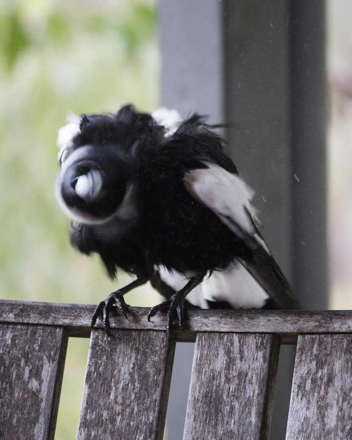 convex_photo's tweet image. #bird #birds #animals #rain