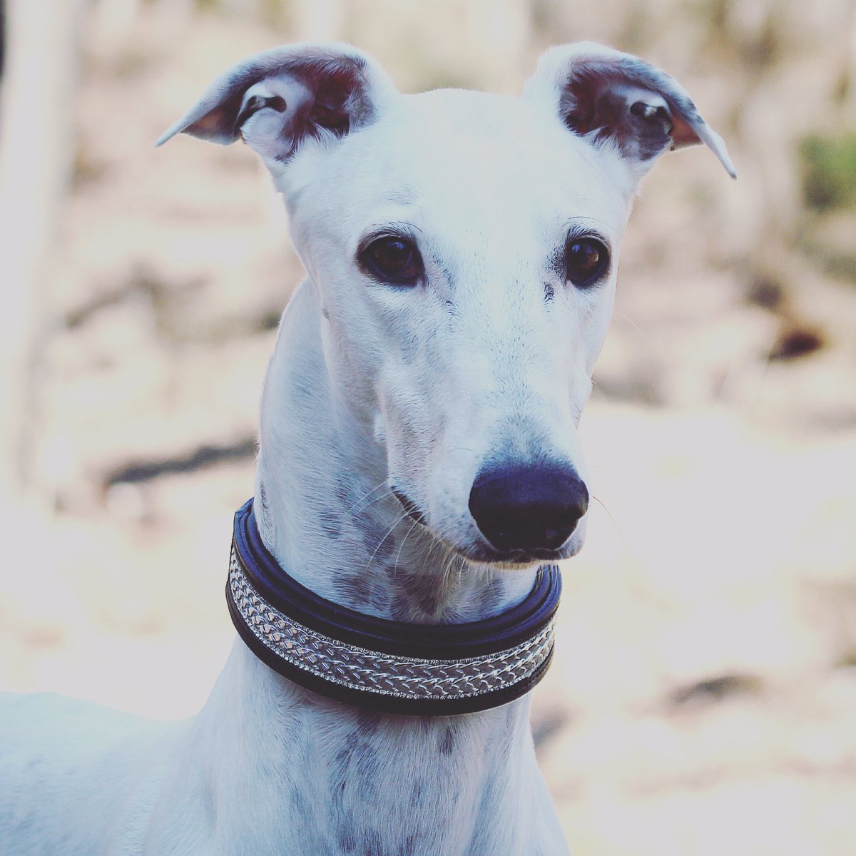 StampedeEq's tweet photo. Free postage this August on our collars #goodvetguide #thedogslist #BDBCo https://t.co/b80bLjFRo4