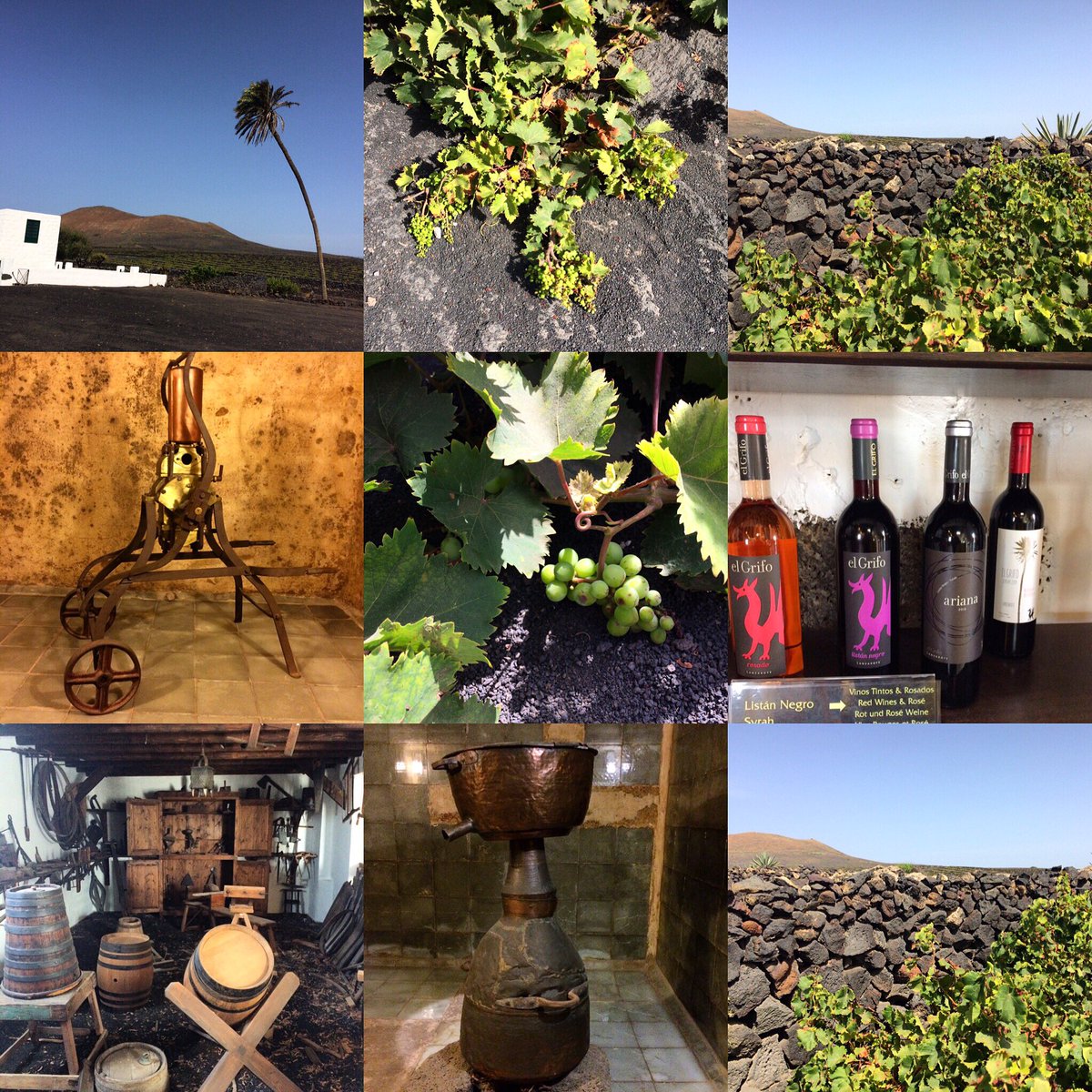 Museo del vino, giro nei vigneti, degustazione. Poi, mare. La giornata perfetta del #sommelierinvacanza #lanzarote <a href="/BodegasElGrifo/">Bodegas El Grifo</a>