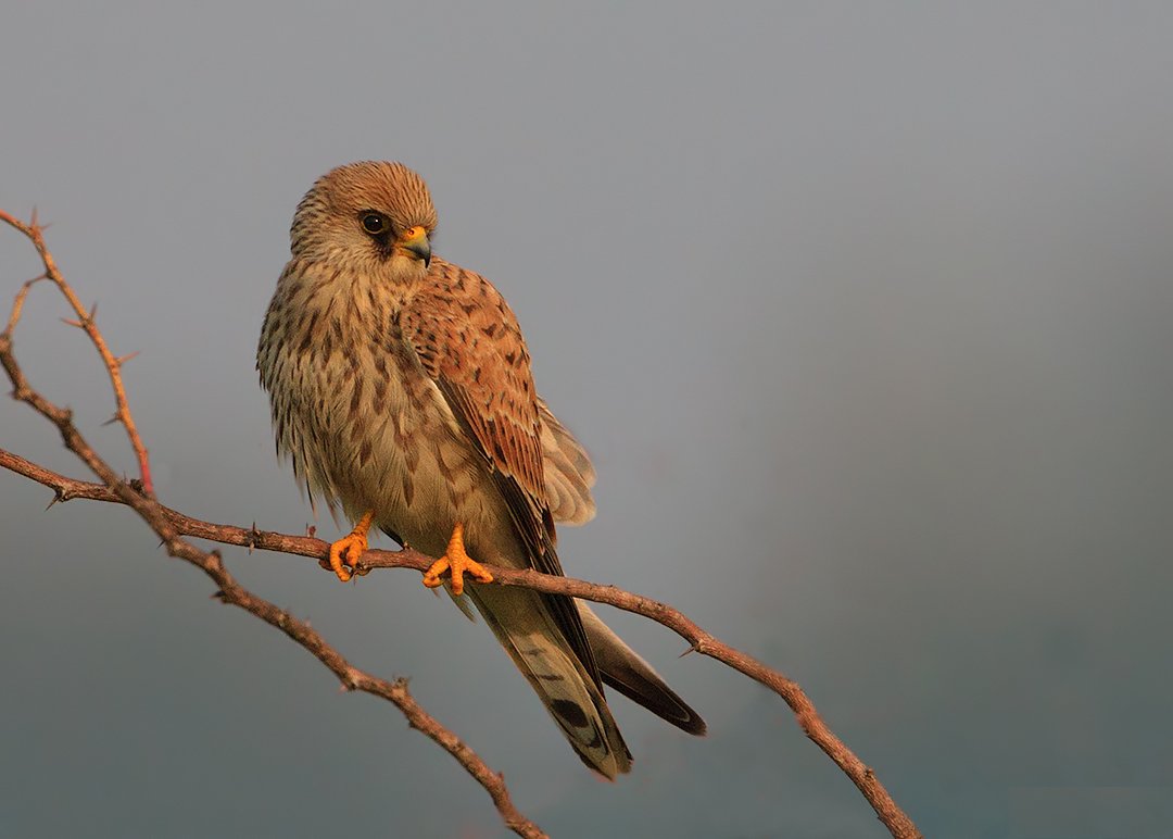 ScienceVideos's tweet photo. How to reintroduce long-lived birds: https://t.co/kzZ0M3F8Sq 1 minute research summary by @Virginmor #conservation #birdsofprey https://t.co/mnr66I4AUH