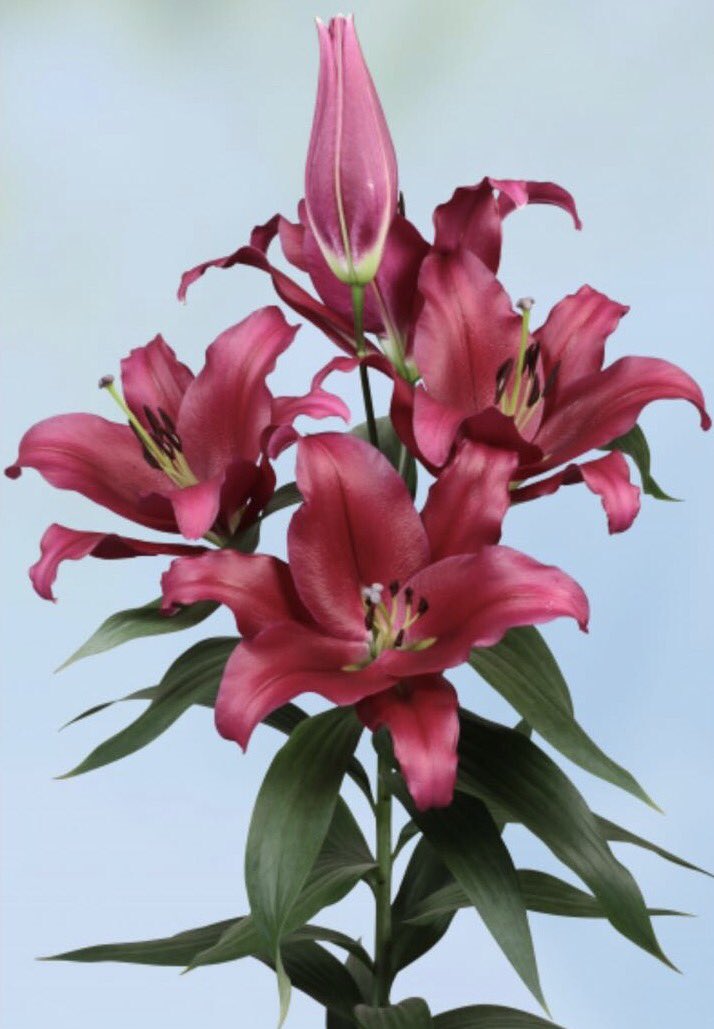 Morgen 1 karretje borrello voor de klok