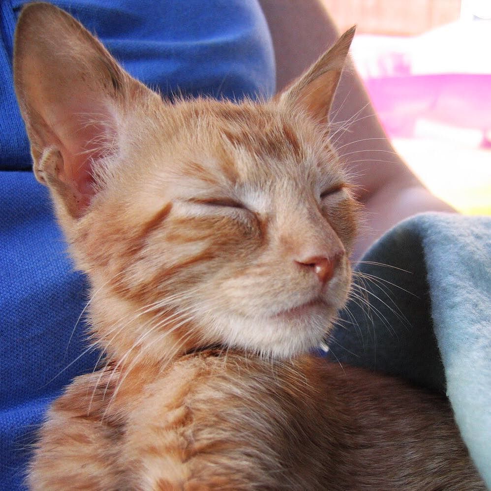 MrTikiGolden's tweet photo. Ahhh! This is the life! #tbt #throwbackthursday #kitten #GingerCat #OrangeCat #OrangeTabby #Cat #kitty #OrangeTab… https://t.co/kfszJUIJRn https://t.co/tF0pYfspKF