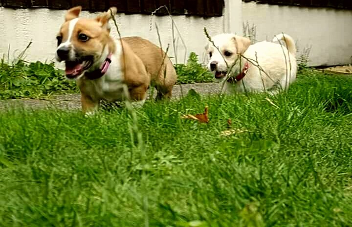 Wilson13lack's tweet photo. My Sister came to play today🐶🐶 xx https://t.co/DmH7fZ5etB