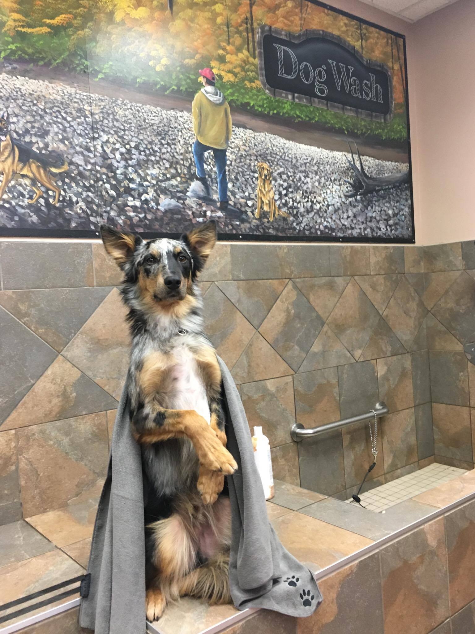 Pet valu dog wash sales