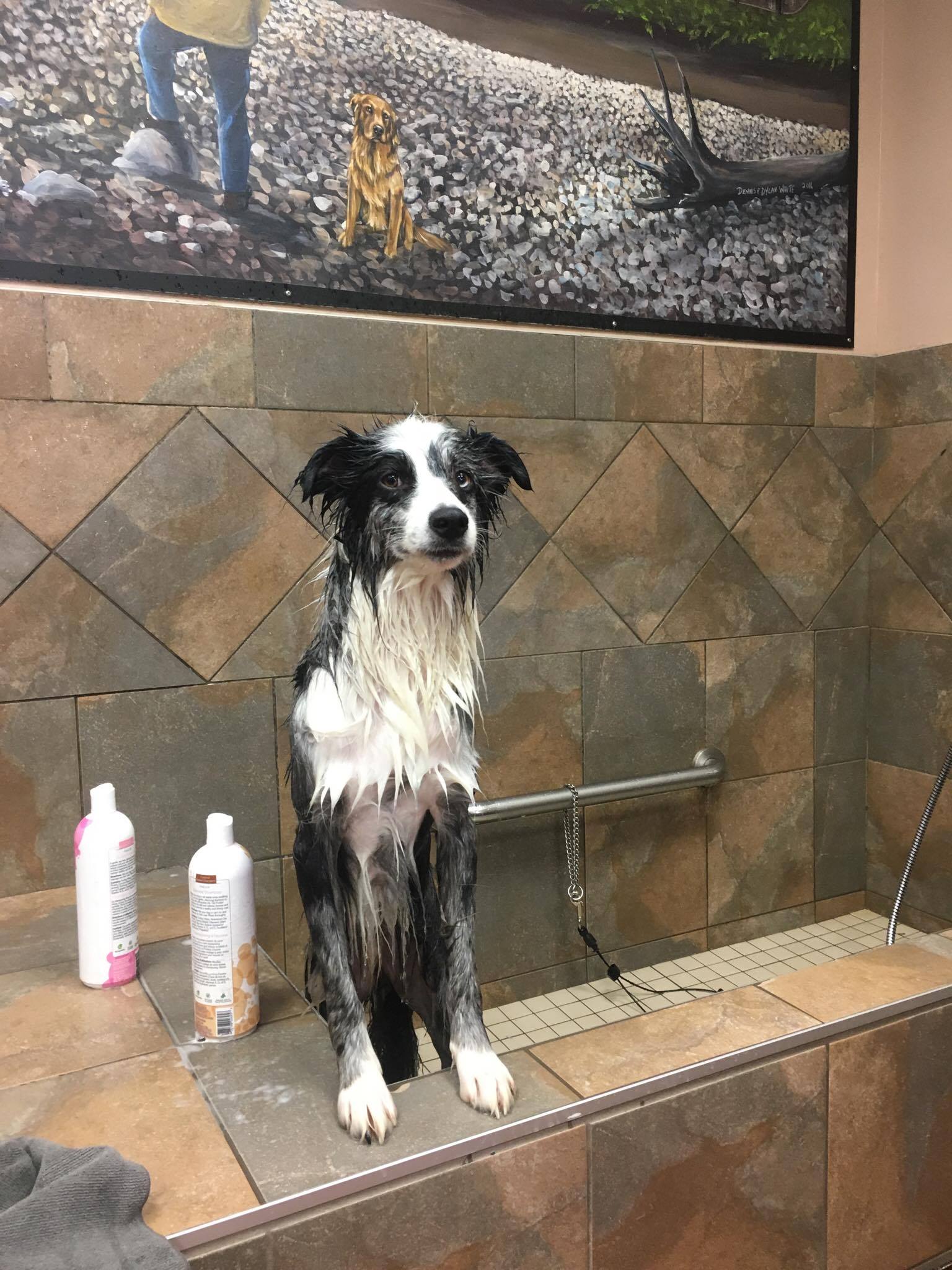 Pet valu dog shampoo 2025