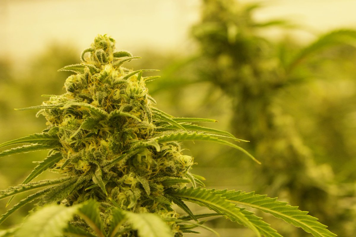 #OrangeCreamsickle chunking up nicely in week 8 here at #BonsaiCannabis 🤤