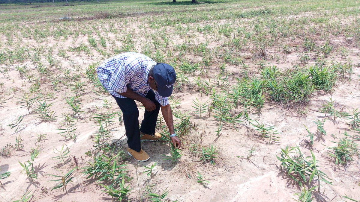 FmardNg's tweet photo. HAPPENING NOW: Hon. Minister @AuduOgbeh on a working visit to $10million Export Ginger Farm in Rijana, Kachia Local Govt Area, Kaduna State. https://t.co/r36zNzPCHP