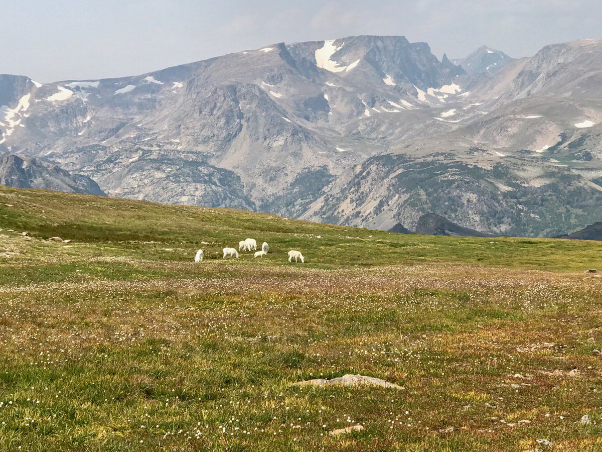susanjtweit's tweet photo. mountain goat family/ white shag on alpine green/ summer graze
#haiku #wildlife #beartoothplateau #wyoming #nature https://t.co/nX0Gj7qDyY