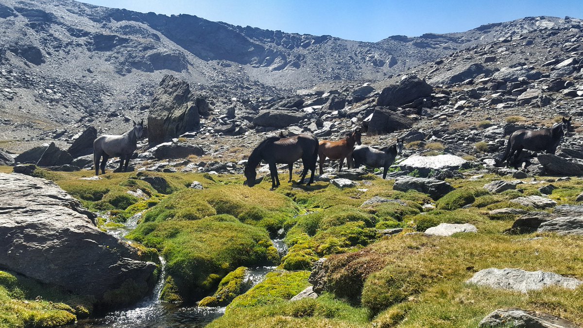 deperezmar's tweet photo. Por los grandes de #SierraNevada menos transitados #tresmiles #Elorrieta #Cartujo @oxigenados @TrailRunningEs @SNevada_Parque #trailrunning https://t.co/PFz75q9YuP