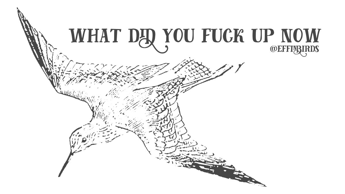 EffinBirds's tweet photo. https://t.co/AH8IKwhfHS
