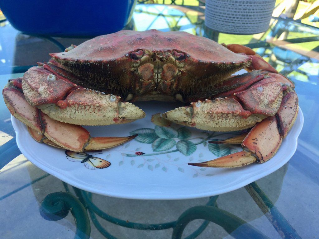 VNScholarship's tweet photo. Live Auction Preview! Crabbing, clamming and oyster picking on Hood Canal #benefitGala2017 https://t.co/kgzDM7iipE https://t.co/YbQEbOSCev