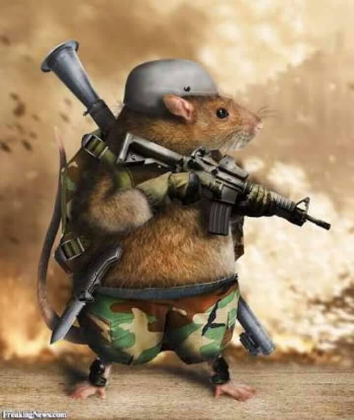 SaharaReporters's tweet photo. FLASH: Julius Berger is responsible for maintaining @NGRPresident Buhari's office, sources there say "Rodent" tale is absolutely false https://t.co/rWn9I5Tvgd