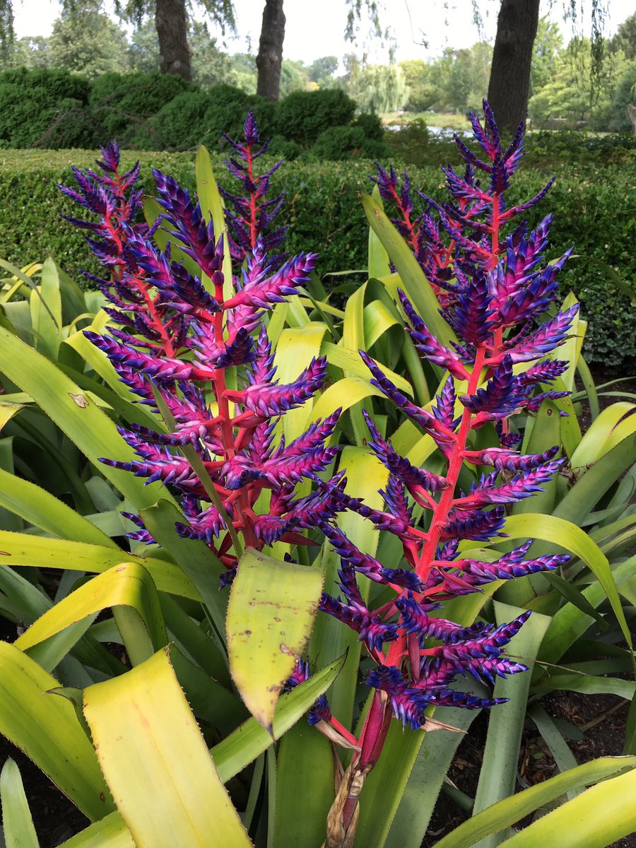 BuntingAndrewG's tweet photo. Aechmea 'Blue Tango' and 'Yellow Berries' and Portea 'Tambora' @chicagobotanic #chicagobotanicgarden https://t.co/iJgKbW2FtG
