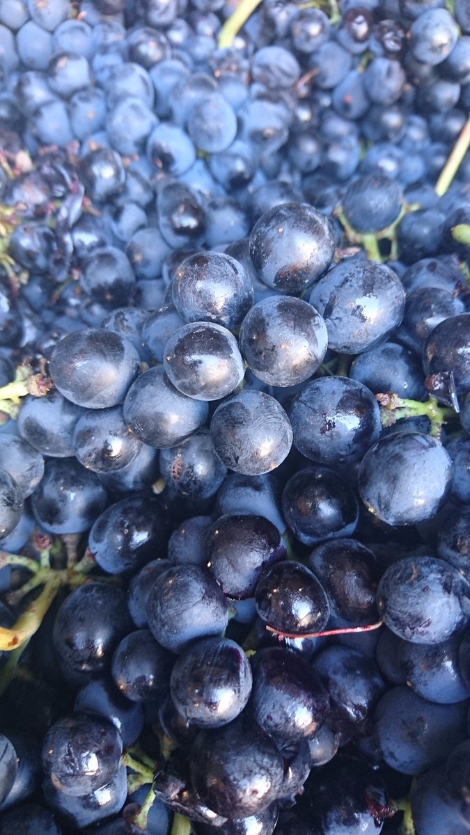 Orgullosos de #Syrah #verema #Verema2017 #vendimia #vendimia2017 #uvas #empordà #vi #vino by Celler Pujol Cargol! :)