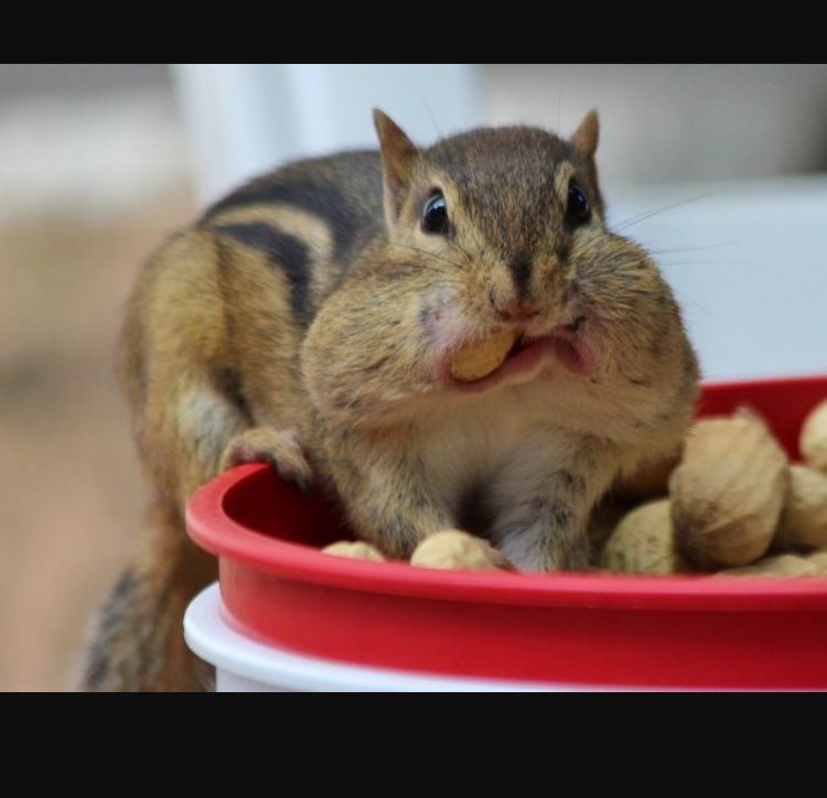 JacSquirrels's tweet photo. #URHALC17 
how we're gonna be tryna get a second meal from our ecoboxes https://t.co/feDmsxxhlo