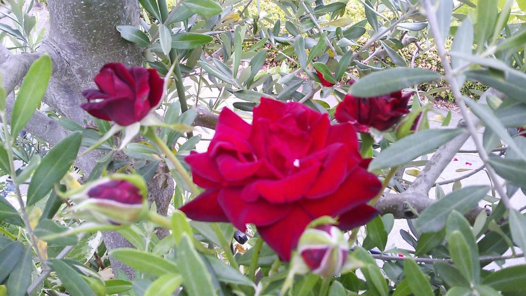 si161663's tweet photo. @odeth_valdes @good night. 昨日は、快晴だったが、暑かった｡久々の夏日(^-^; 
黒いベールの優しい貴女へ
Buenos noches. 今日も愉しい夢を(^-^)紅い薔薇に包まれて…♪ https://t.co/lIPYbIMZDL