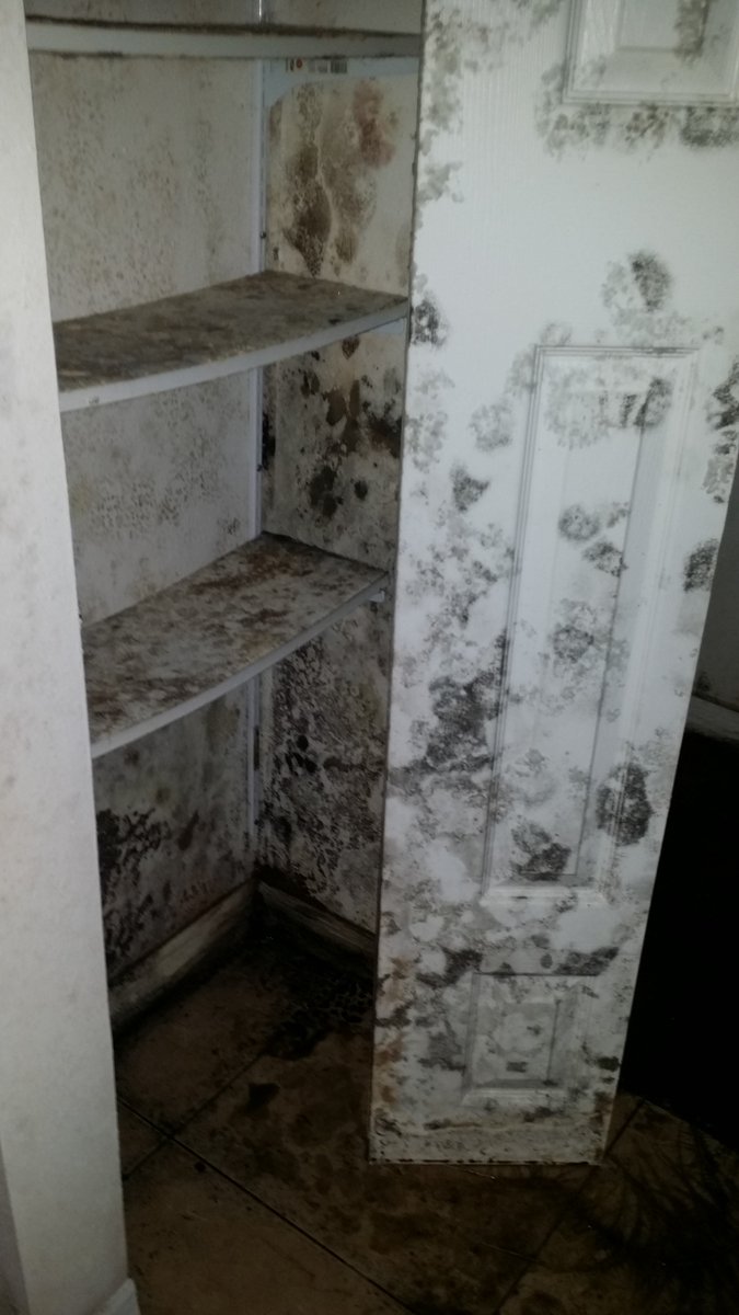 AbleBuildersInc's tweet photo. If your home or office has expe... #waterdamage #mold #ablebuildersinc #moldrestoration https://t.co/wD6PQ6zuMS https://t.co/xlA0eqdQqL
