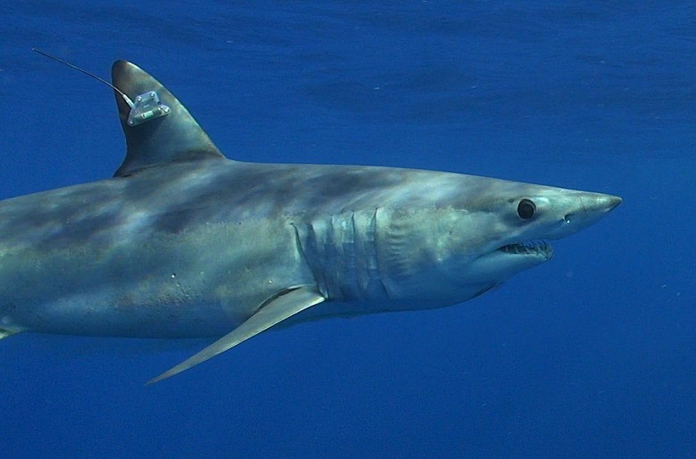 guyharveymagazine.com/Article/post_d… SATELLITE TAGGING STUDY SHOWS THAT THE OCEAN’S FASTEST SHARK IS BEING THREATENED BY OVER FISHING 🦈