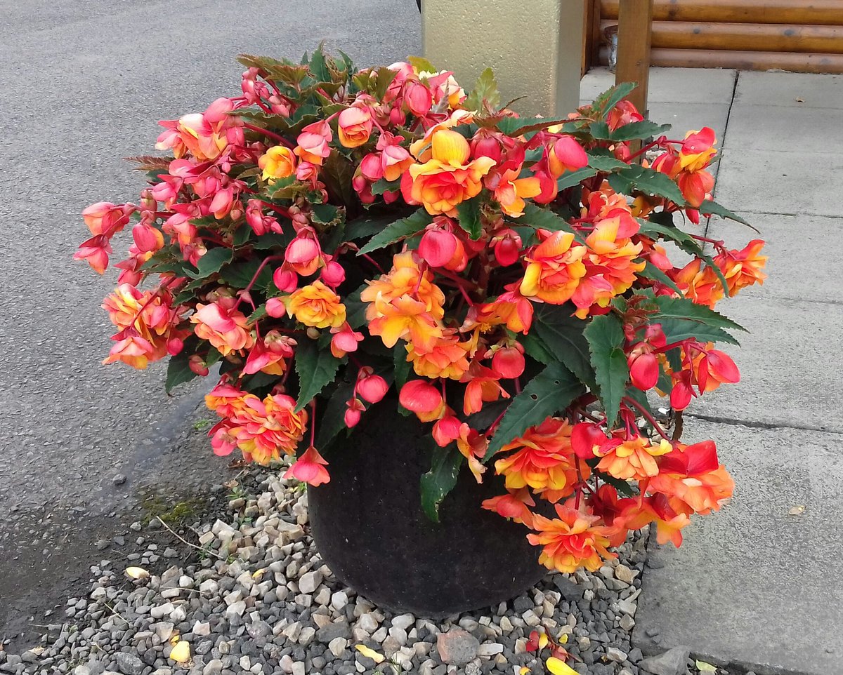 WitchesCraig tweet media