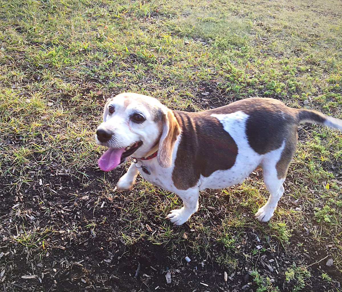 da_zori's tweet photo. Our little side kick https://t.co/Tlv91MCmGw