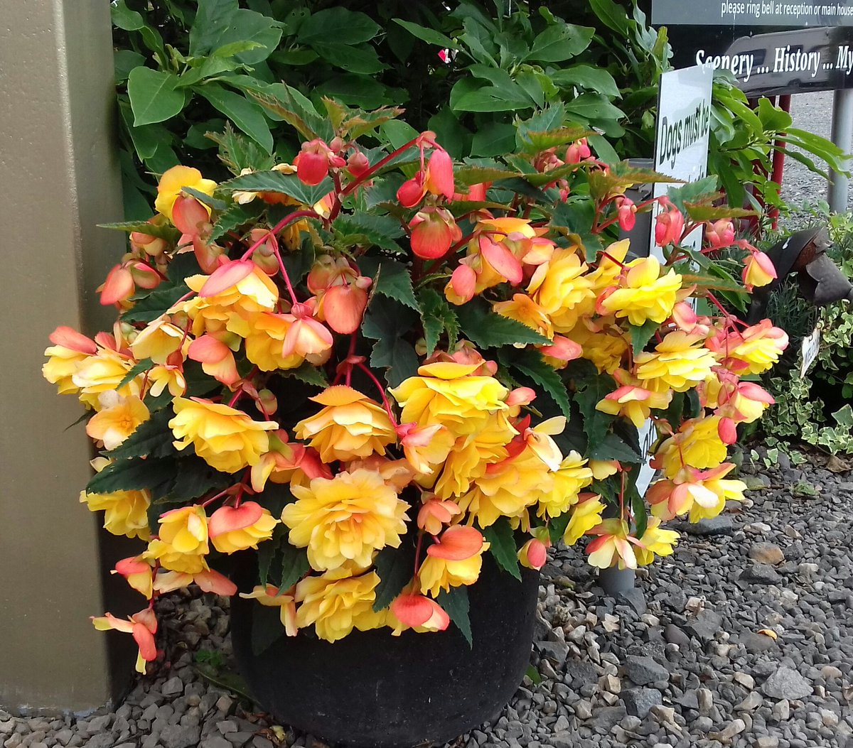 WitchesCraig tweet media