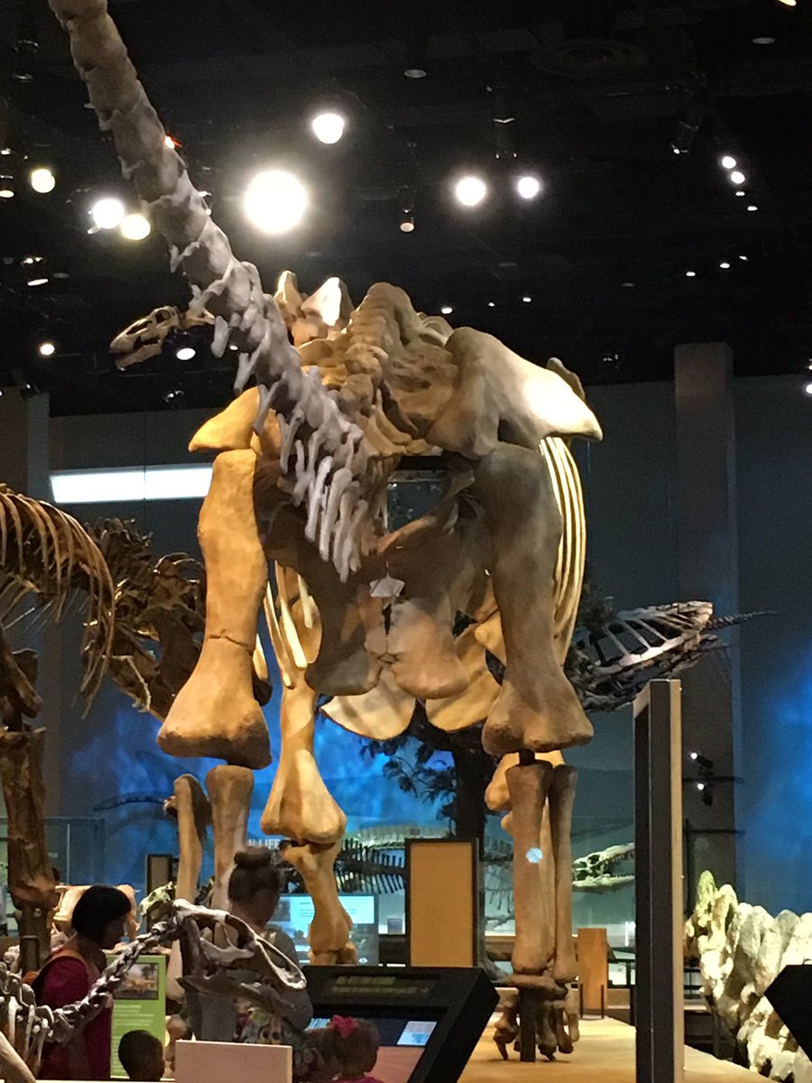 CharleneD2005's tweet photo. Hey @kenneth_swanson guess what? Dinosaur butt!!! #pcgcare https://t.co/APyt81DJOu