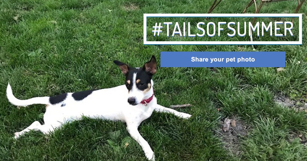 AnimalLeague's tweet photo. Donโt forget! If you havenโt joined us yet, share a pic of your #rescuepet enjoying the season w/ #TailsOfSummer: https://t.co/Hh5aKVqiaW