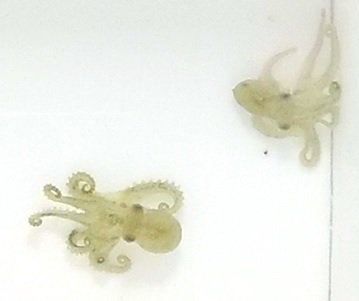 BackyardBrains's tweet photo. Meet Ilya at the intersection of #OctopusWrestling and Computer Vision... #BYBBlog #MarineBio https://t.co/JzsoQH6z4Y https://t.co/jAKOl2wckO