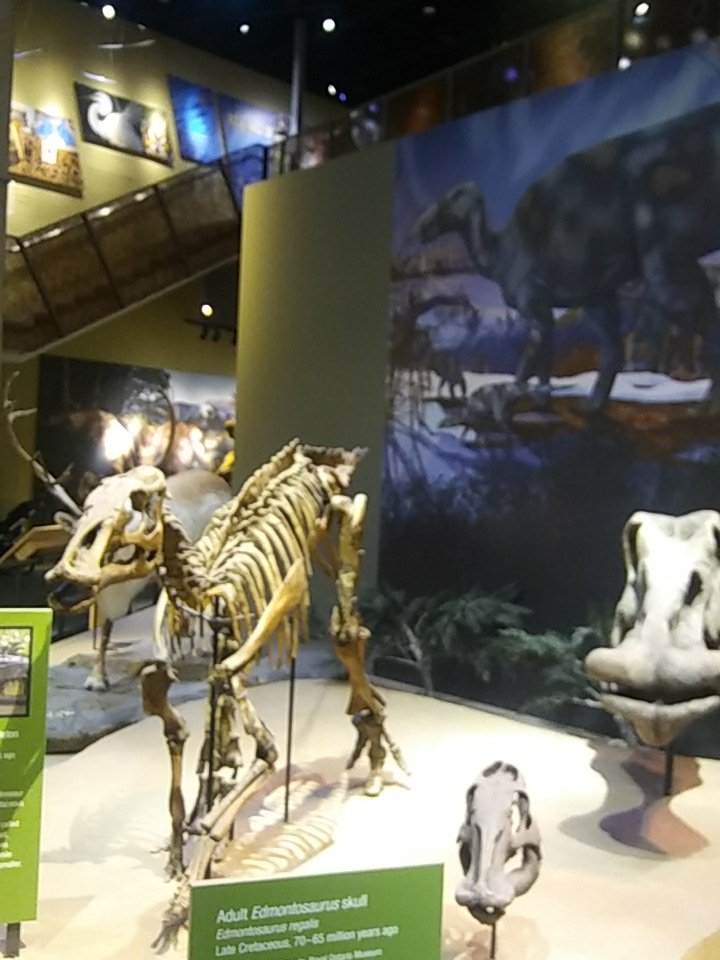 One_Intuit_Will's tweet photo. Checking out the Dinosaurs @PerotMuseum #PCGCare #IntuitLife https://t.co/gMBBl9w0v0